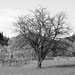 RO2008-019