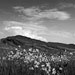 SK1999-P008