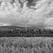 RO2000-004P