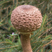 DE2019-0727