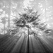 DE2019-0994-2