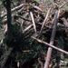 RO1997-115