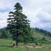 RO1997-505