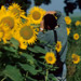 RO1998-S028