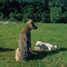 RO1998-S246