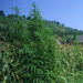 RO2001-S084