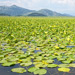 BALKAN2015-0459